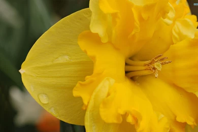 Daffodil Wallpapers   Flower Wallpapers