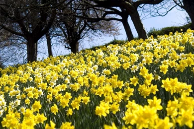 Download Wallpapers 1920x1080 Daffodils, Flowers, Flowerbed, Green ...