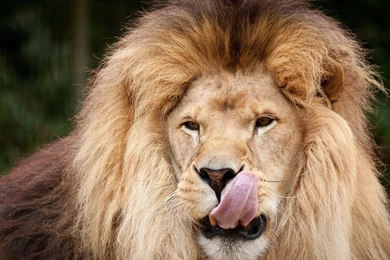 Lion hd wallpaper 293.jpg