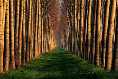 Cool Forest Avenue Windows 8 Wallpapers Wallpapers X