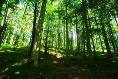 Beautiful Green Forest Wallpapers