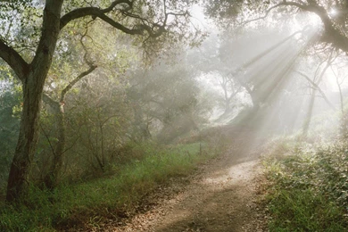 Desktop Wallpapers · Gallery · Nature · A Walk In The Cool Of The ...