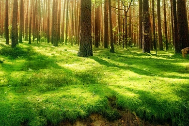 Forest Backgrounds Pictures