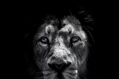 Black And White Hd Wallpapers For Iphone 6s