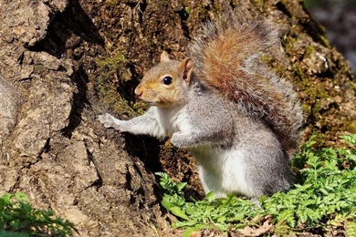 Pictures Of Squirrels Cool Forest Beautiful Flies On Tree ...