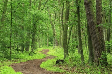 Green Forest Wallpapers HD
