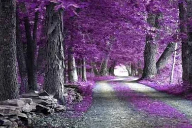 Cool Textures Nature Misc The Purple Forest Wallpapers