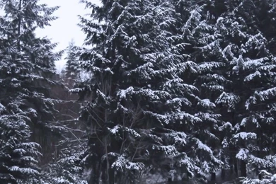 Cool Forest Backgrounds   Wallpapers