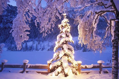 Download 1600x900 Natural Christmas Tree In Snow Wallpapers