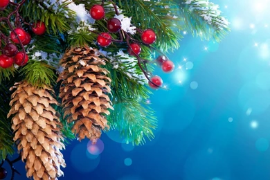 New Year Christmas Tree Decoration, Snow, Twigs, Berries Wallpapers ...