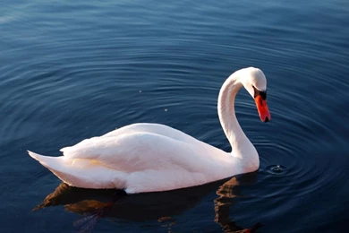 Swan Wallpapers   Splendid Wallpapers HD