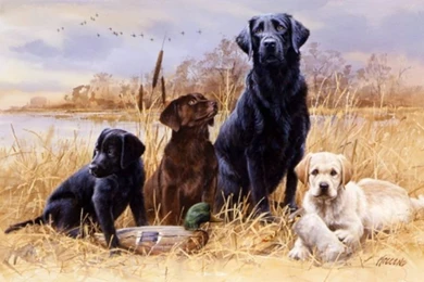 Gallery For   Hunting Dog Desktop Wallpapers