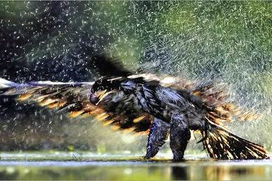 Download This Awesome Wallpapers