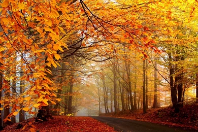 Download Wallpapers 2560x1440 Wood, Autumn, Road, Trees, Asphalt ...