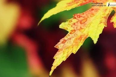 Rain Desktop Wallpapers HD   Photo 37 Of 173