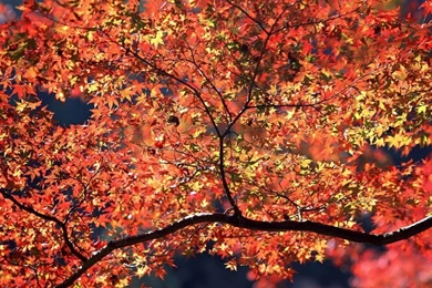 1280x800 Autumn Colors Desktop PC And Mac Wallpapers