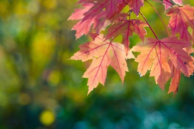 Fall Sun Leaves And Bokeh Mac Wallpapers Download