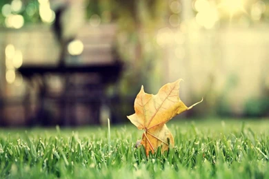 Fall Mac Pictures And Wallpapers Autumn Leaves   1600x1200   227854