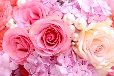 Pink Roses Backgrounds