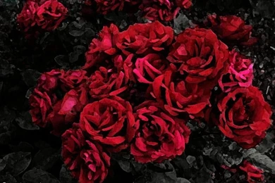 Just Our Pictures   Roses ~ Rose Pictures For Background/Wallpapers