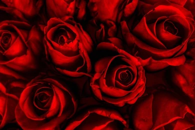 Red Roses Backgrounds