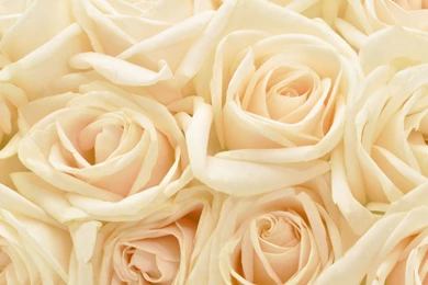 White Roses Backgrounds