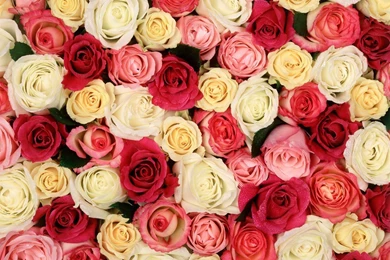 Images Of Roses Backgrounds 0BC