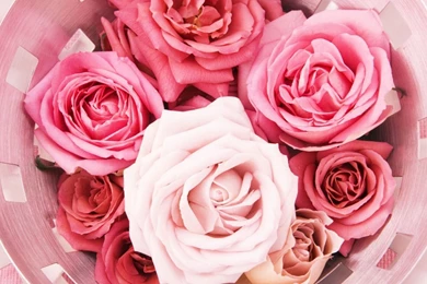 Pink Roses Tumblr Backgrounds   Wallpaper.