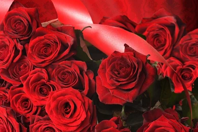 Red Roses Backgrounds Wallpapers