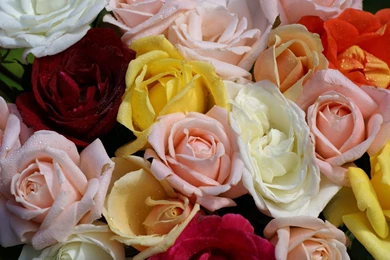 Roses Wallpapers: Most Beautiful Roses Free Computer Wallpapers