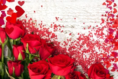 Roses Wallpapers Stock Images