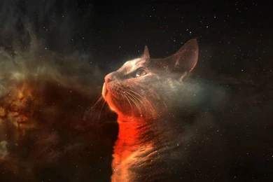 Download Amazing Space Cat Wallpapers For Samsung Epic