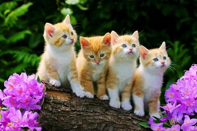 KITTIES IN SPRING WALLPAPER   (