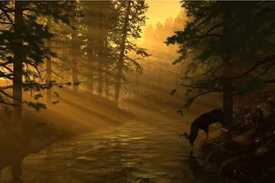 Deer Hunting Backgrounds