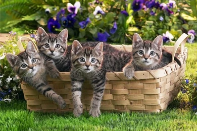 Most Beautiful Cats Wallpapers