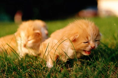 Kitties >> HD Wallpaper, Get It Now!