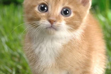 Kitties Wallpapers   Wallpapers