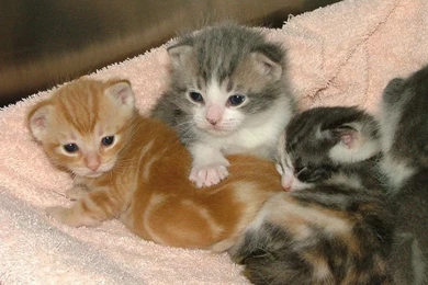 Cats: Kitties Cats Wallpapers HD For HD 16:9 High Definition 1080p ...