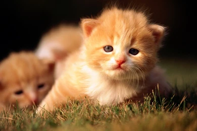 Cute Kitties Wallpapers