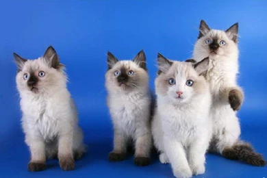 CUTE RAGDOLL KITTIES WALLPAPER   (
