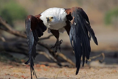 Eagle HD Wallpapers Desktop Pictures