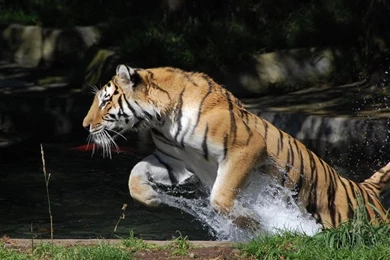 Water Tiger Jump Hunting HD Wallpapers Wallpapers   (