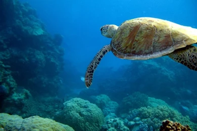 Animals Sea Turtle Wallpapers   (