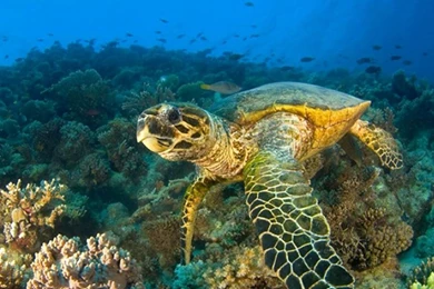 Sea Turtle Wallpapers   (