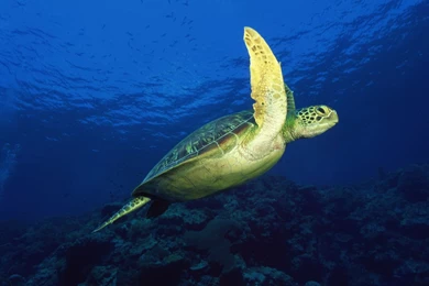 Gallery For   Desktop Wallpapers Sea Turtle