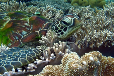 iPhone 5   5S Wallpapers Page 193:  Water Ocean Underwater Water ...