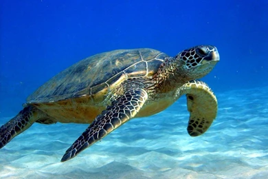 Sea Turtle High Definition Wallpapers   Your HD Wallpapers