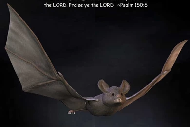 Bat Desktop Wallpapers