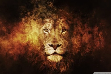 Lion HD Desktop Wallpapers : High Definition : Fullscreen : Mobile