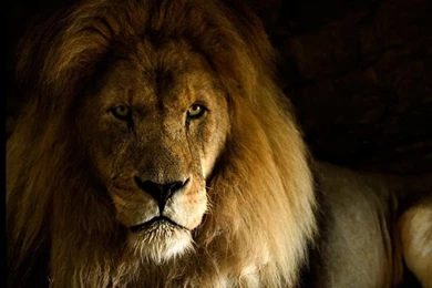 Lion Wallpapers HD Pictures